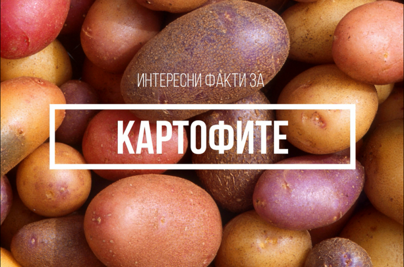 Интересни факта за картофите , които не знаете