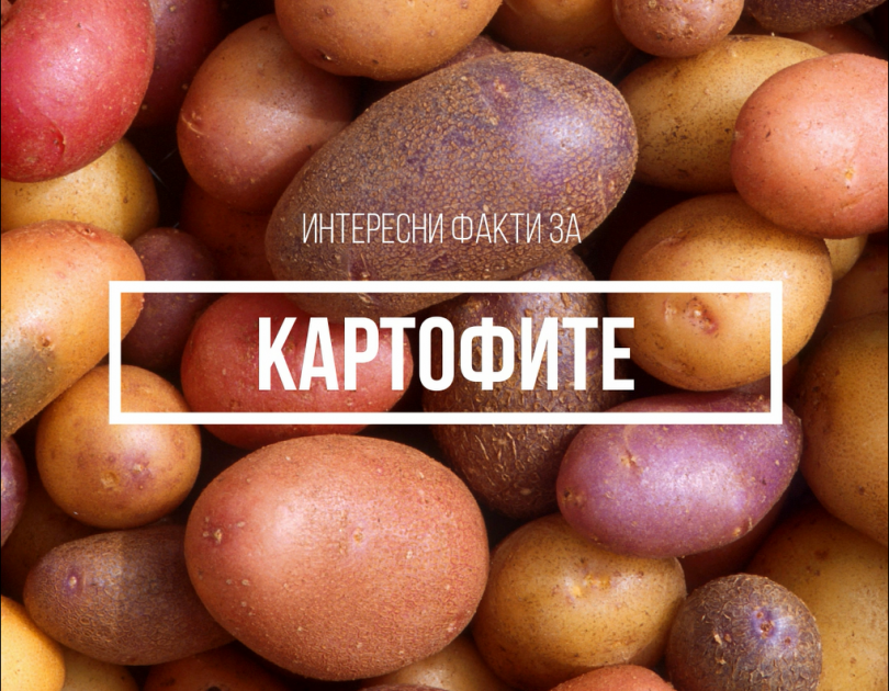 Интересни факта за картофите , които не знаете
